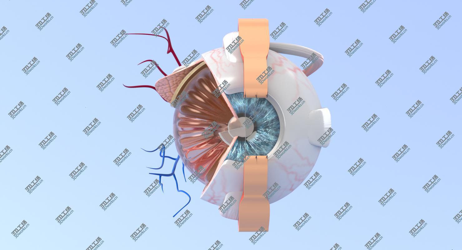 images/goods_img/20210319/3D Eye Anatomy Section/5.jpg